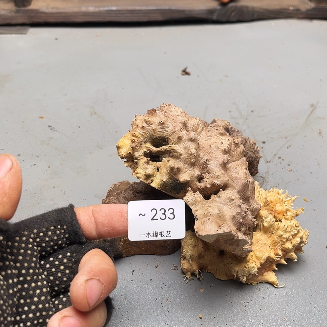 植***人无花朵0000000000233