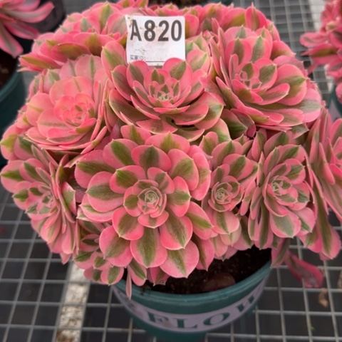 820女巫23厘米左右