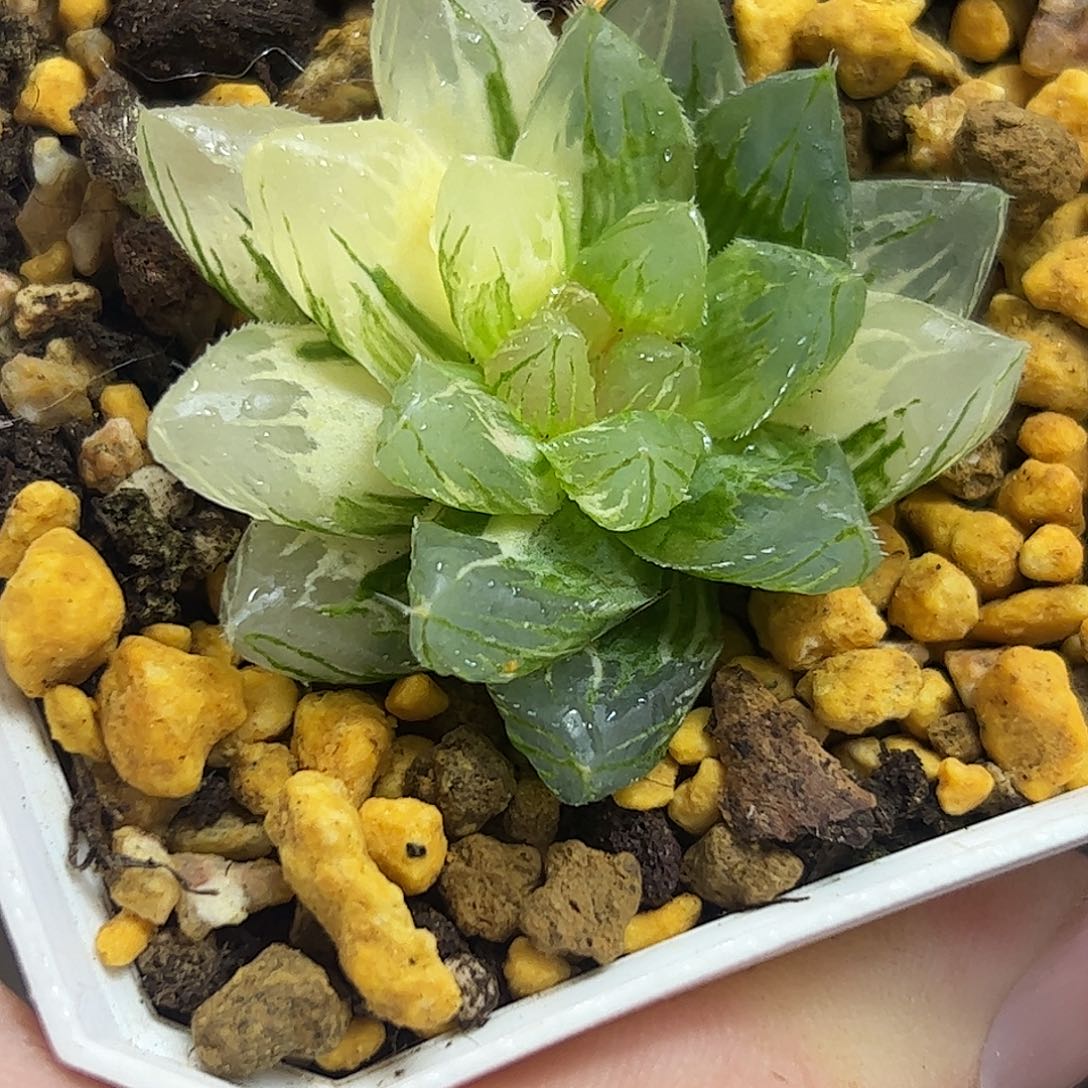 龙爪变异十二卷多肉植物