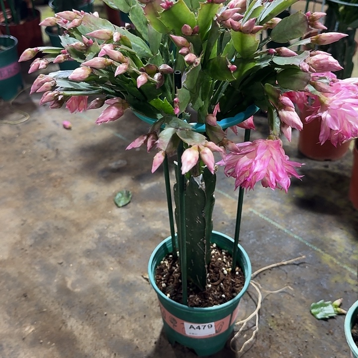 染***露大部分开放少量花苞479嫁接068