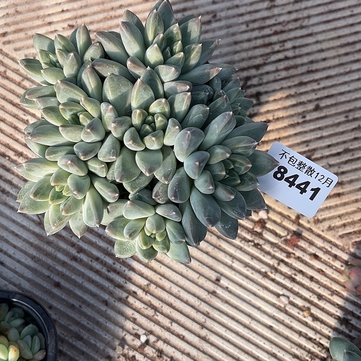 阿雅园艺。       8441落雪美人