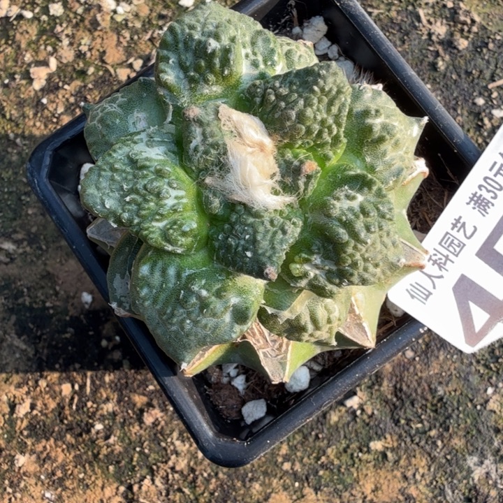 无花朵451哥斯拉牡丹东八