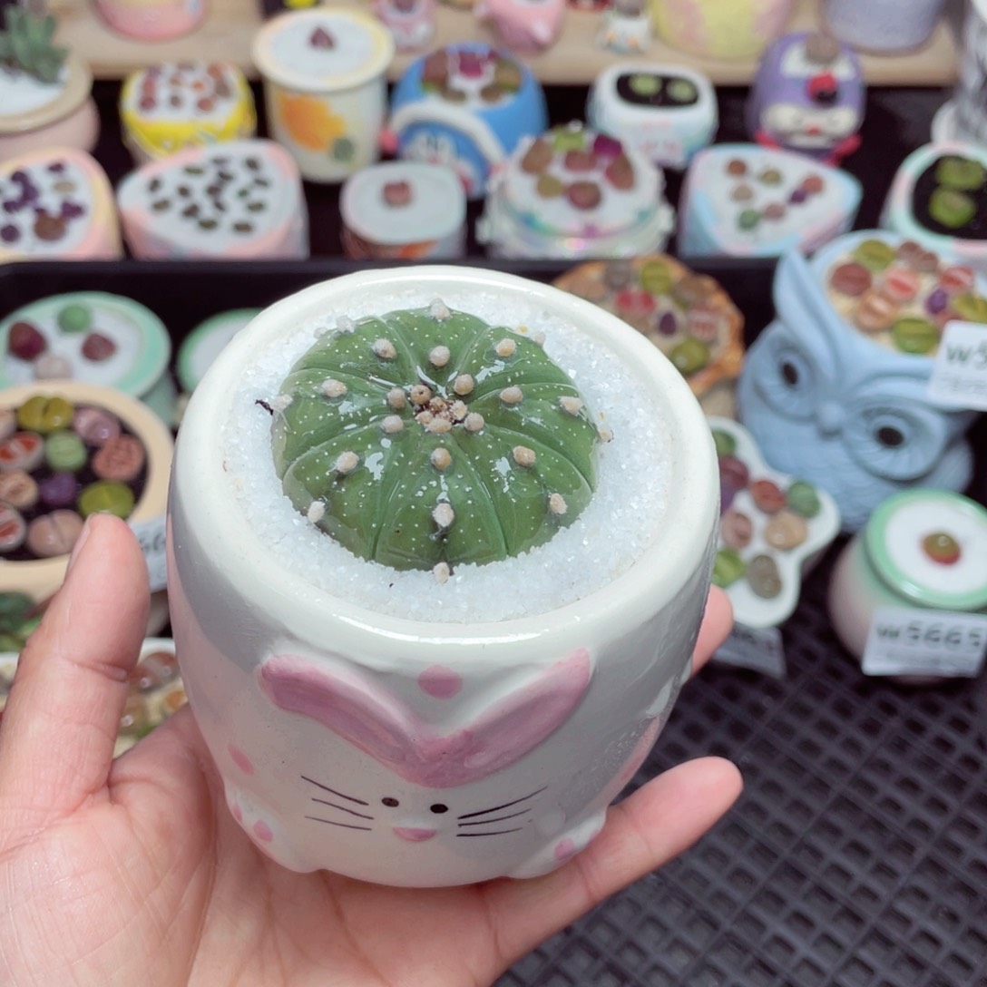 w5667 -零下地区拍保温箱-15支持寄养