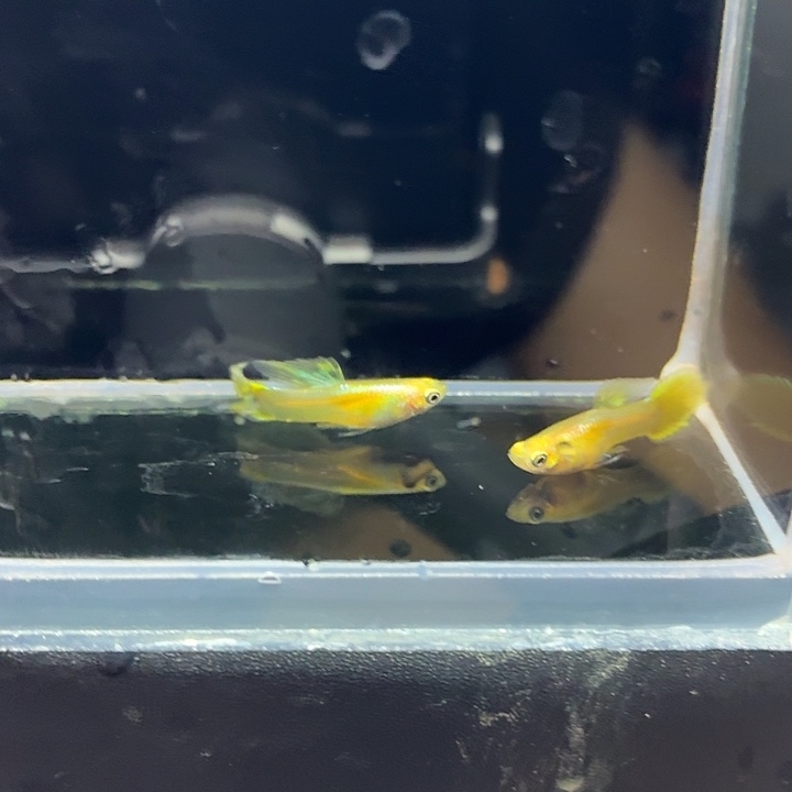 孔雀鱼黄化黄金矛尾两对