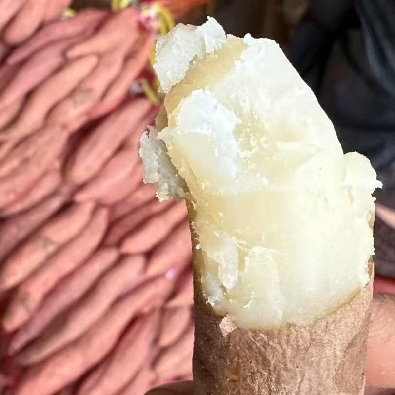 新鲜现挖白心红薯香甜软糯的正宗地瓜
