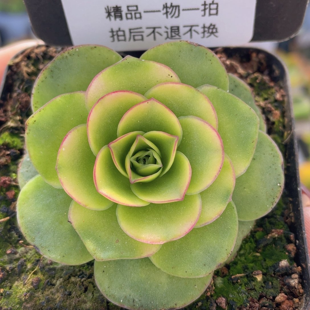 浣纱锦新年福利423