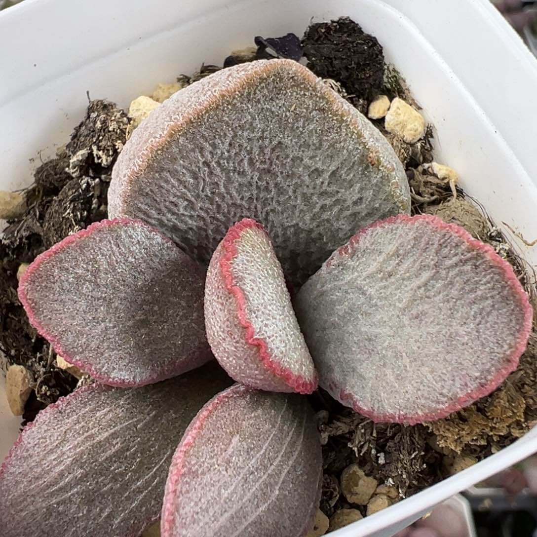 900号磨砂蛋系多肉植物