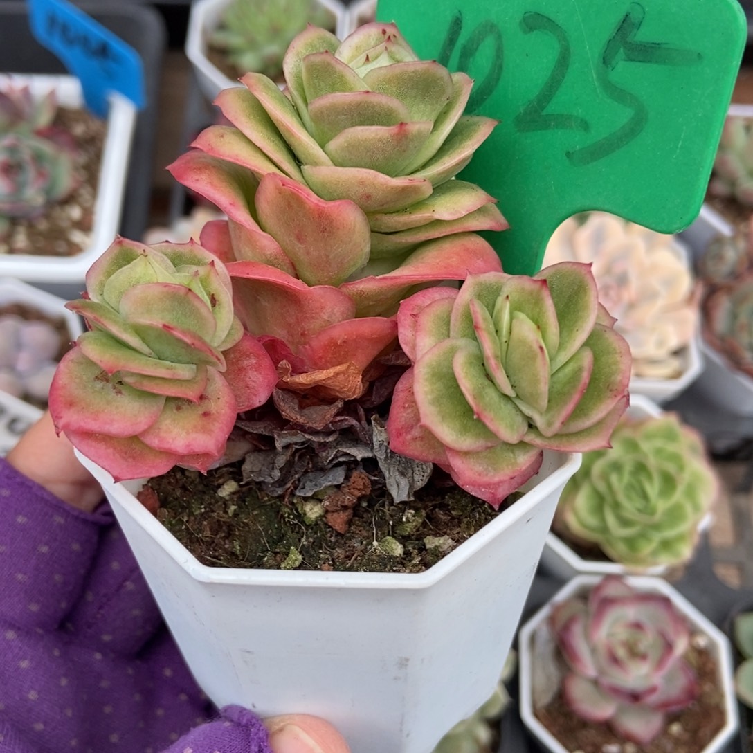 1025冰玫瑰锦多肉