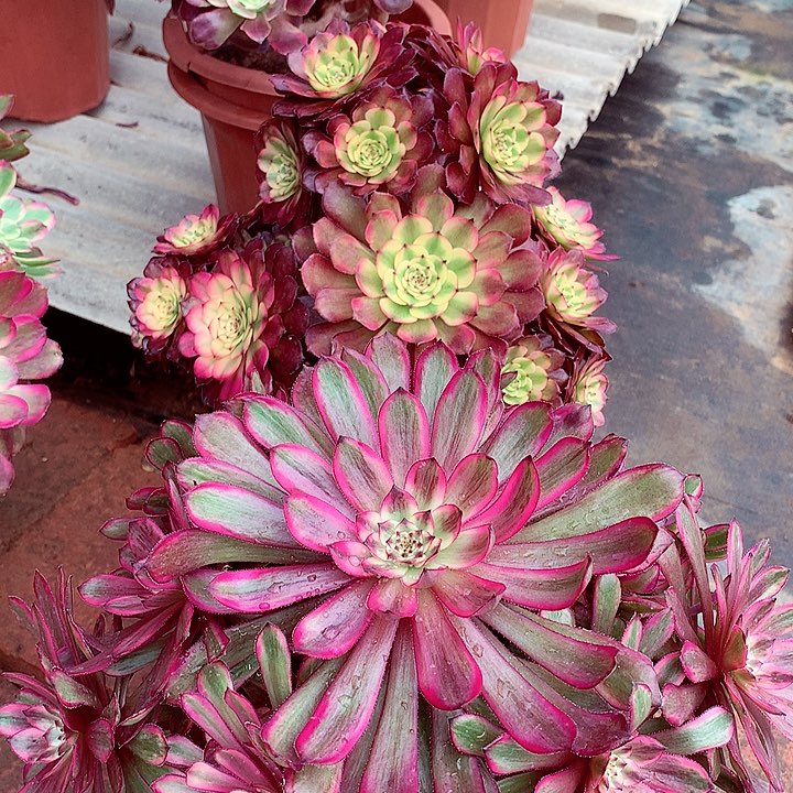 组合两颗，多肉植物