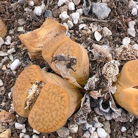 【闪购商品】25190