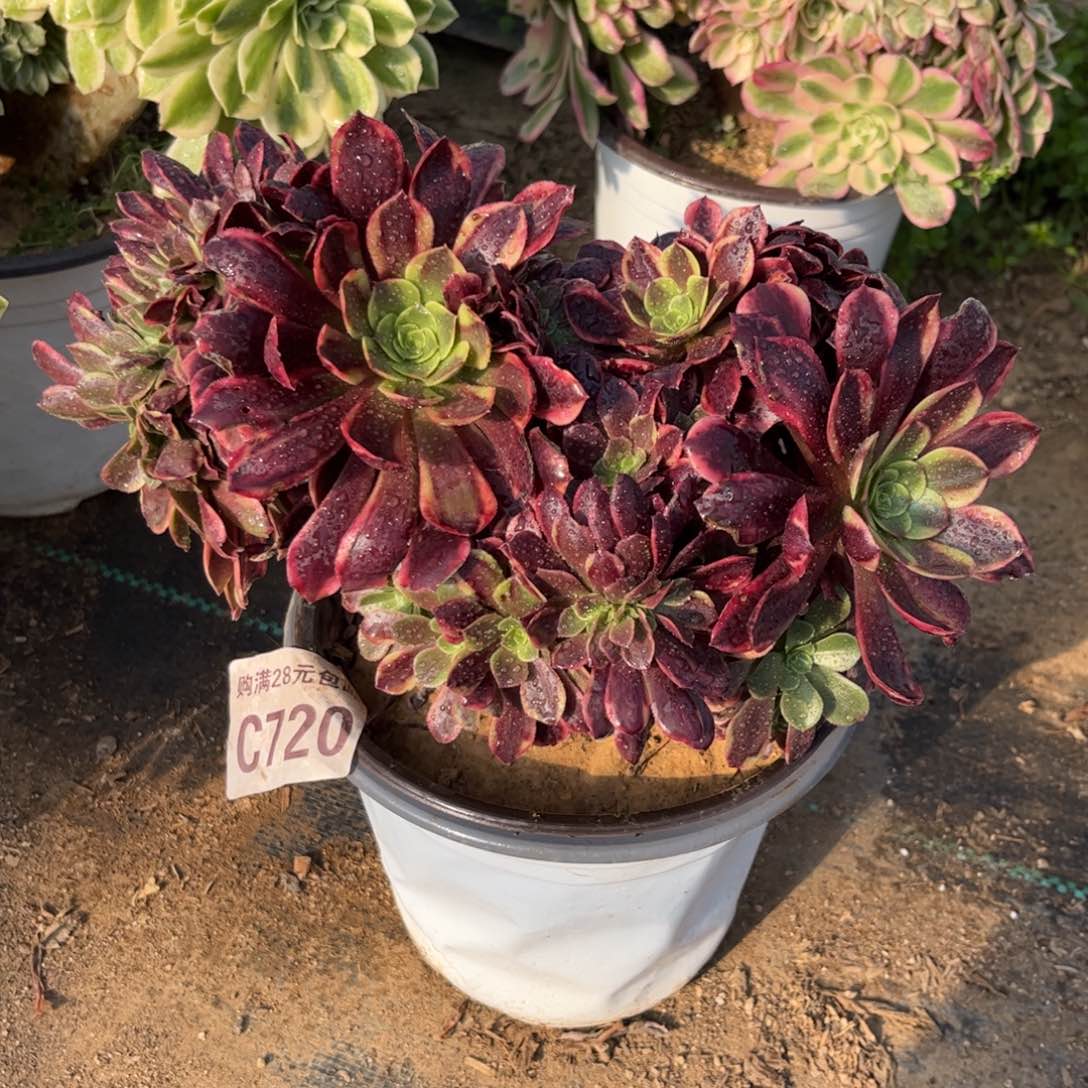 720多肉植物欧嘉莉缀化