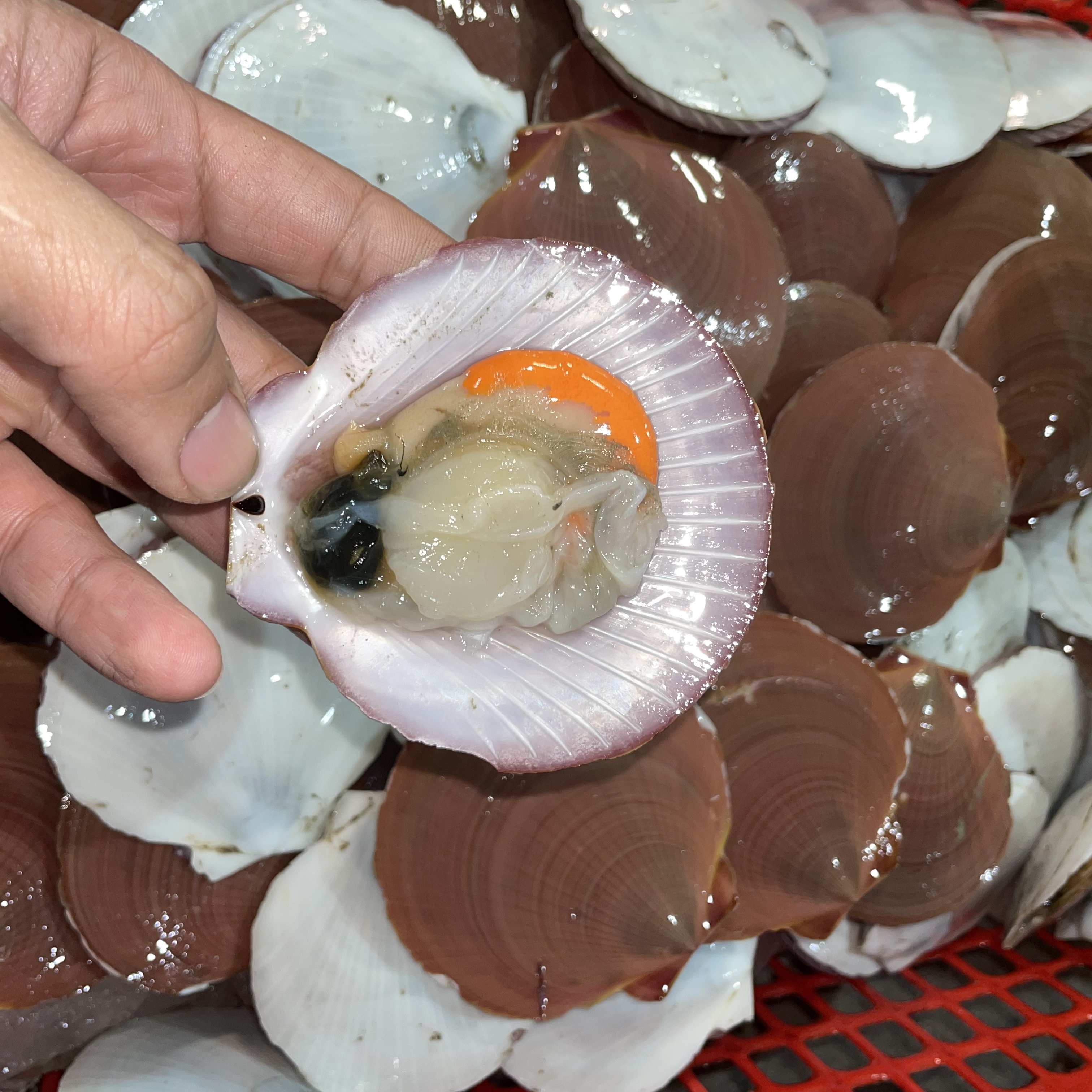 野生深海日月贝每一个都会有肉