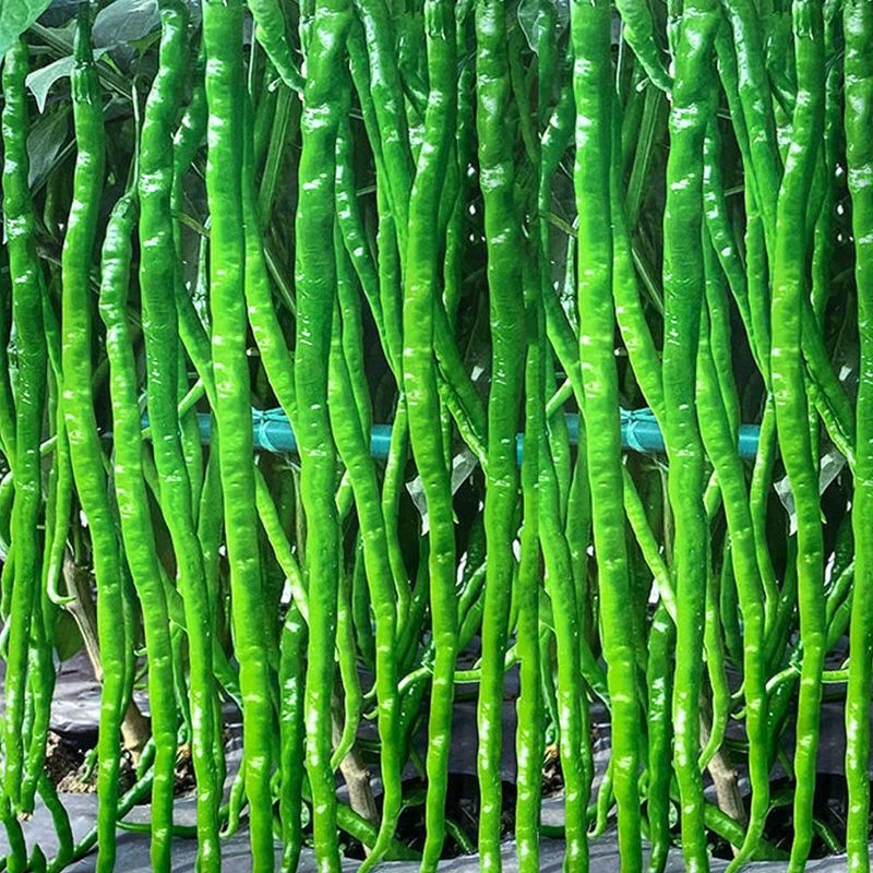 【全店5包包邮】超长香辣青线椒春秋高产早熟四季种籽阳台辣椒蔬菜