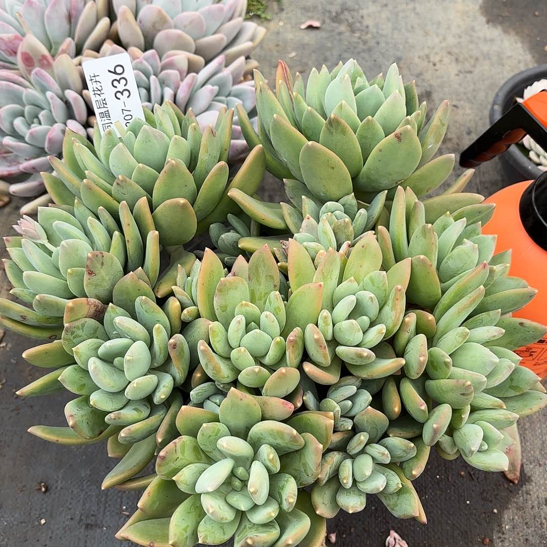 同温层多肉海洋之星336