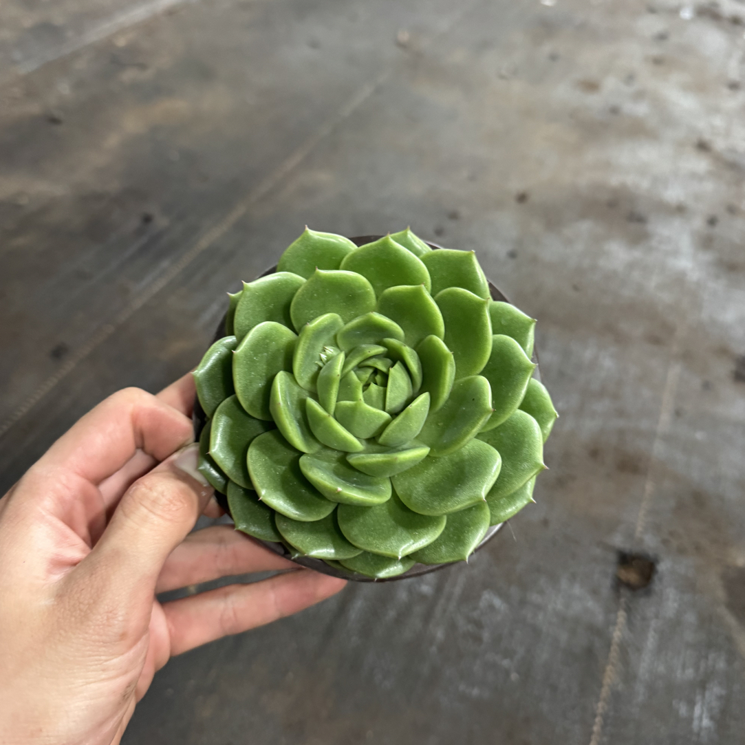 【任意两单包邮】绿荫翡翠阳台办公室庭院老桩盆栽多肉植物多肉盆栽