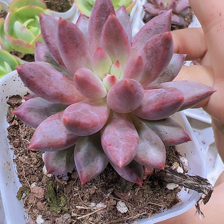 正版车厘子19包邮多肉植物