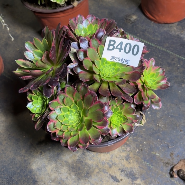 瑞妈，，，。。。400朝霞