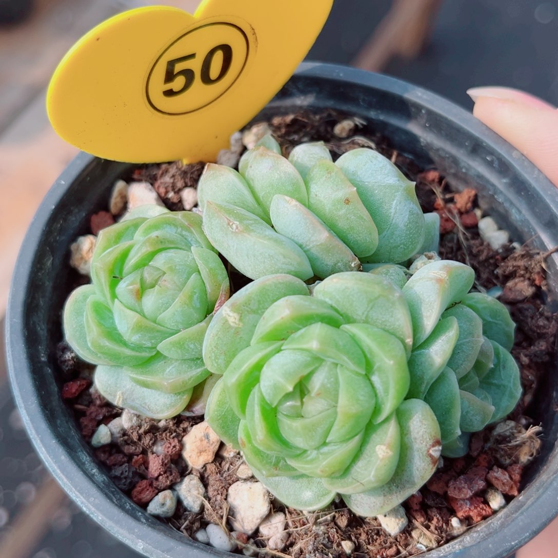 风靡园艺新品珍妮群