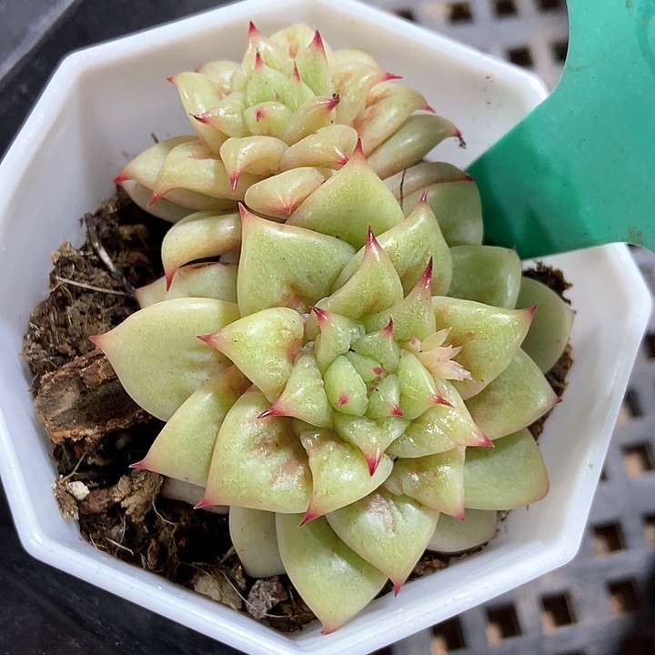 多肉植物蔷薇锦1885