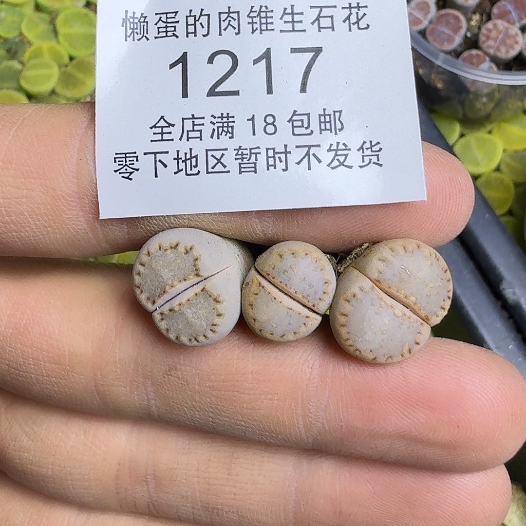 1217 哈哈哈哈哈哈哈哈福利