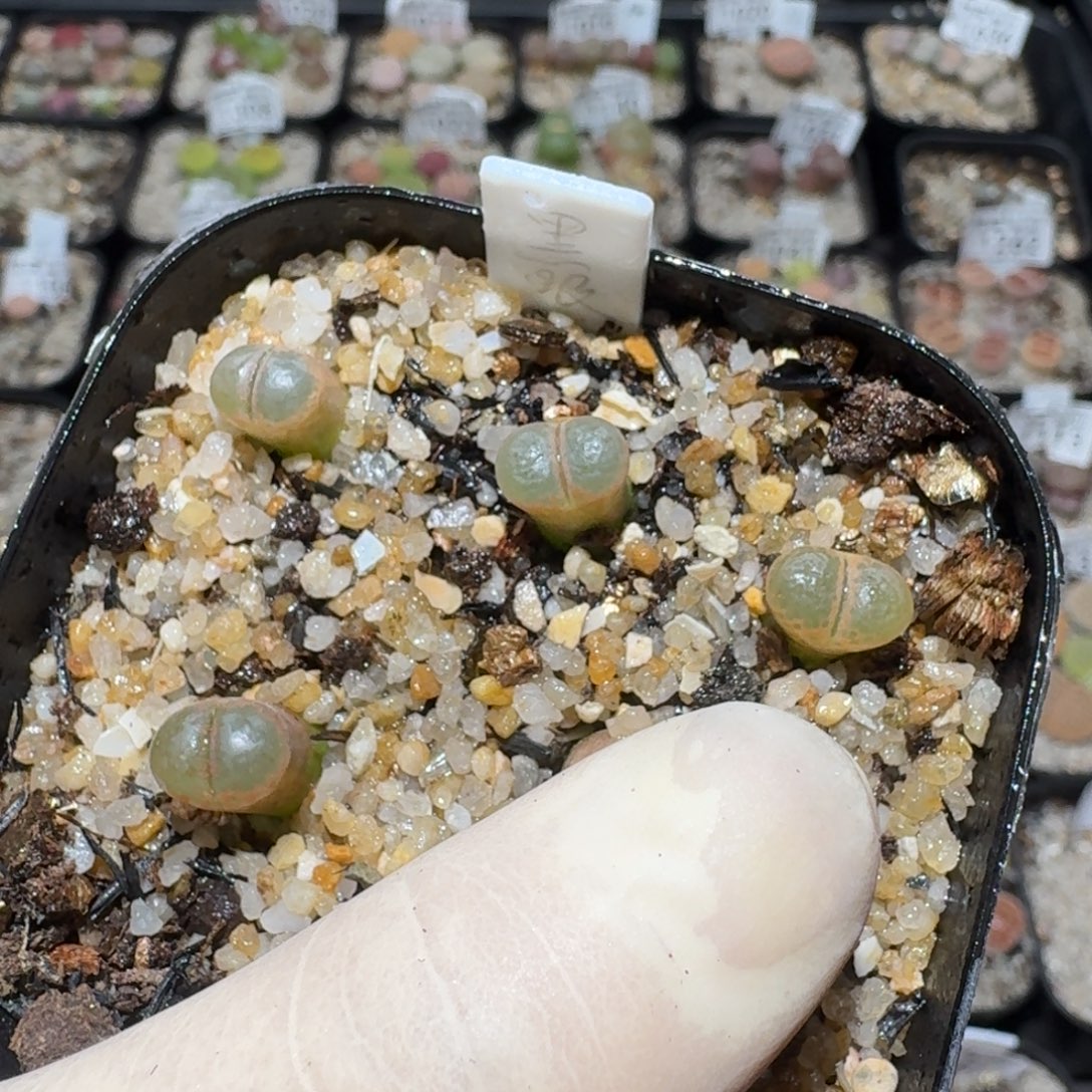 j***aZzz生石花肉锥1649