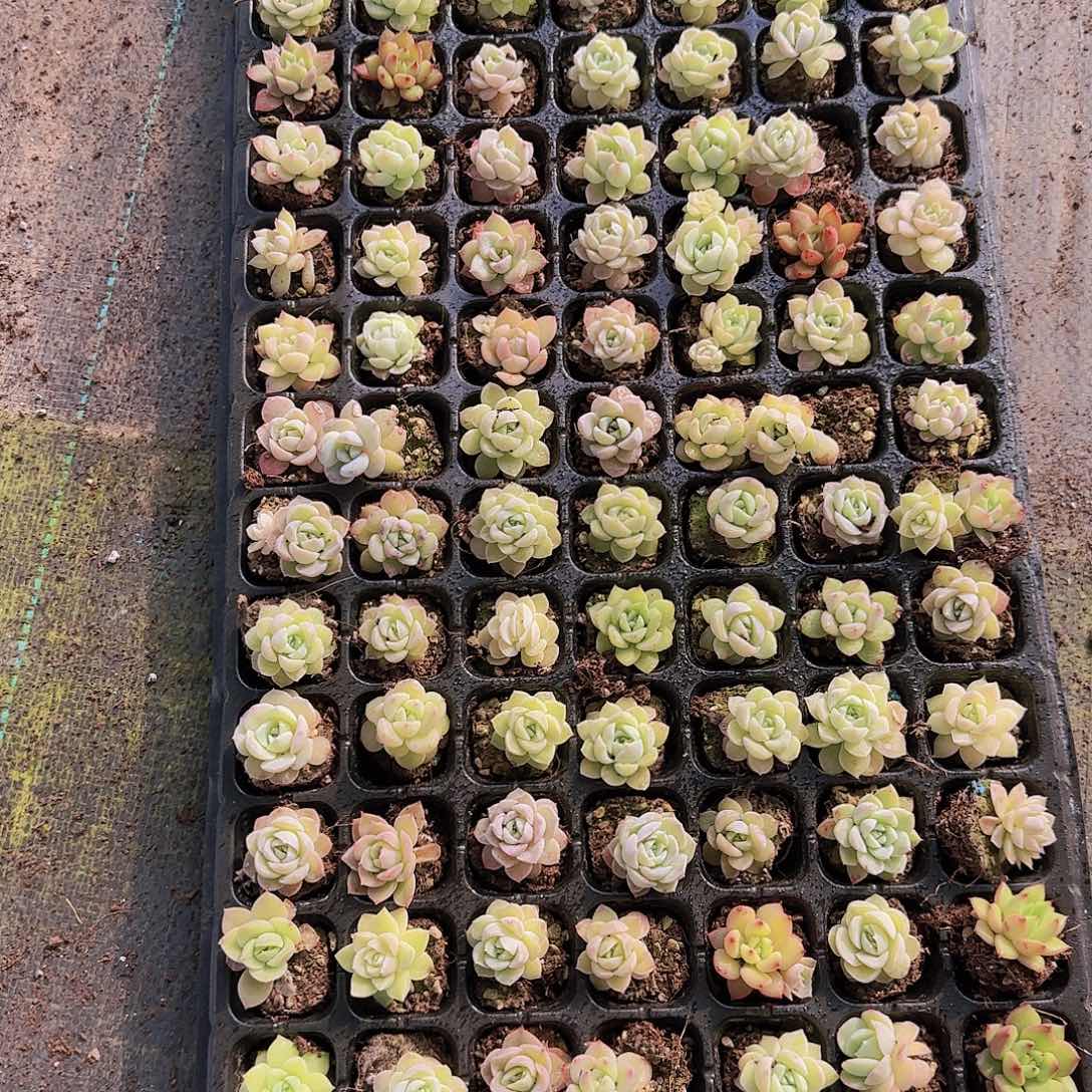 直播一物一拍多肉63