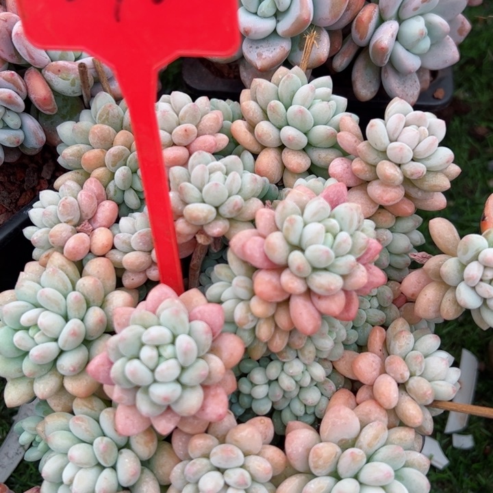 270洛可可平平安安健健康康