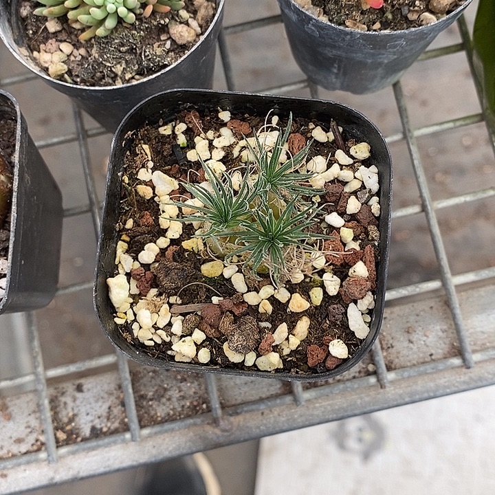 山***深漂亮仙人球一一拍