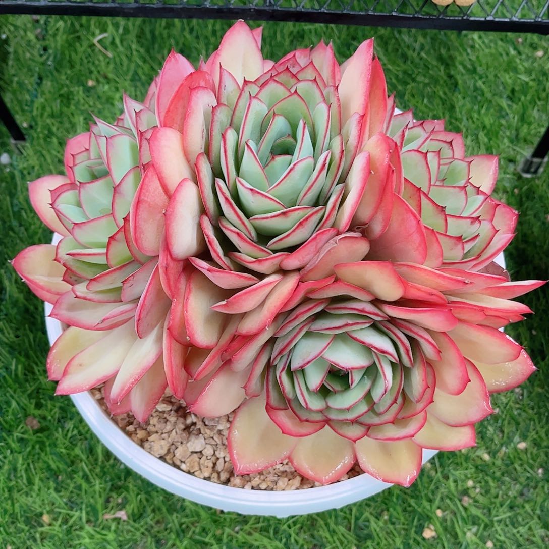 韩版牡丹亭精品多肉