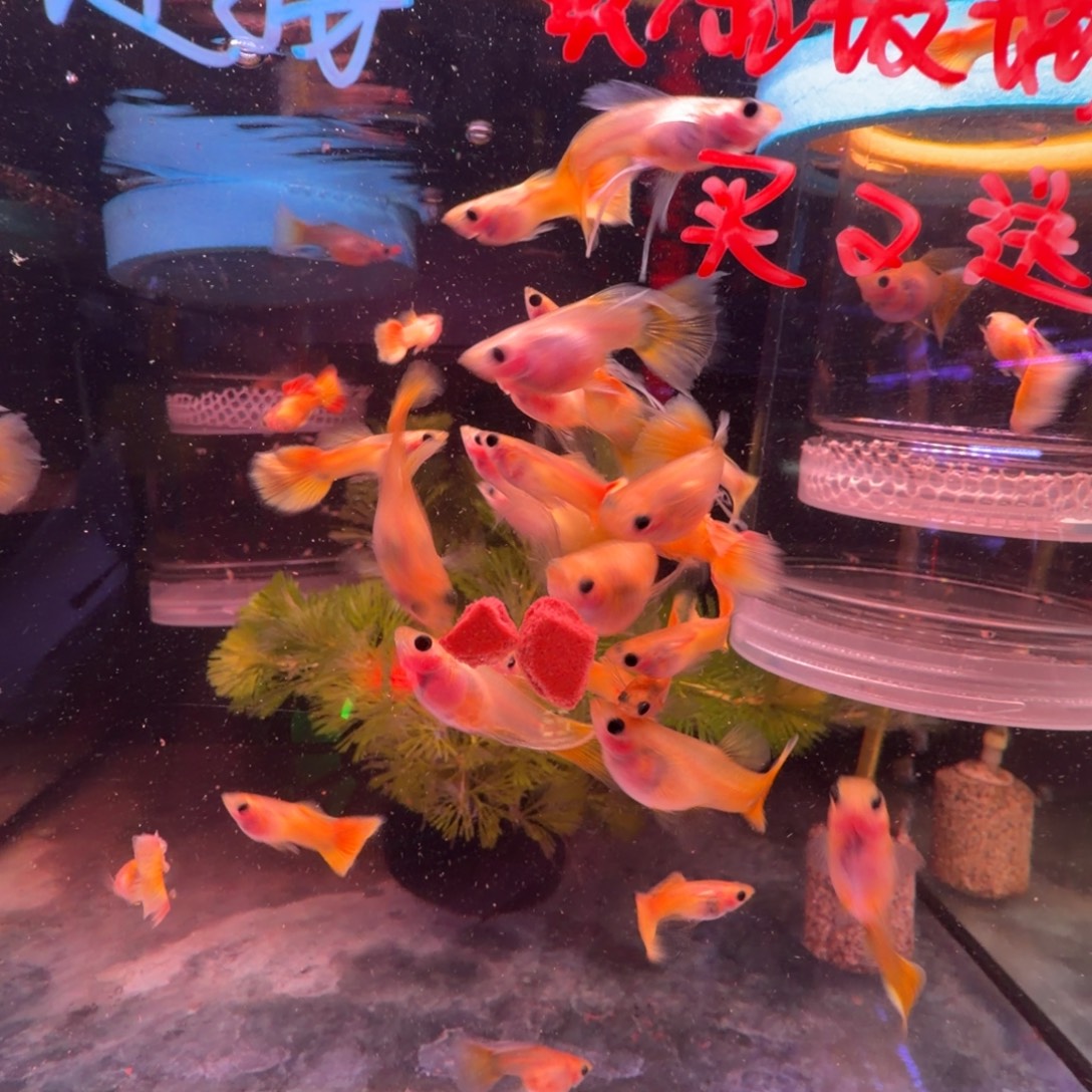 孔雀鱼黄金玻璃猫大c(3对送1对备损)