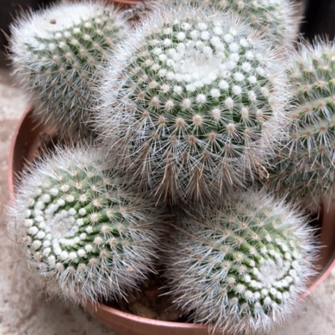 白芙蓉仙人球18米仙人球