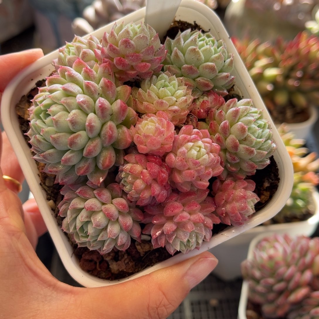 2775带盆满30包邮，天冷地区必拍保温箱