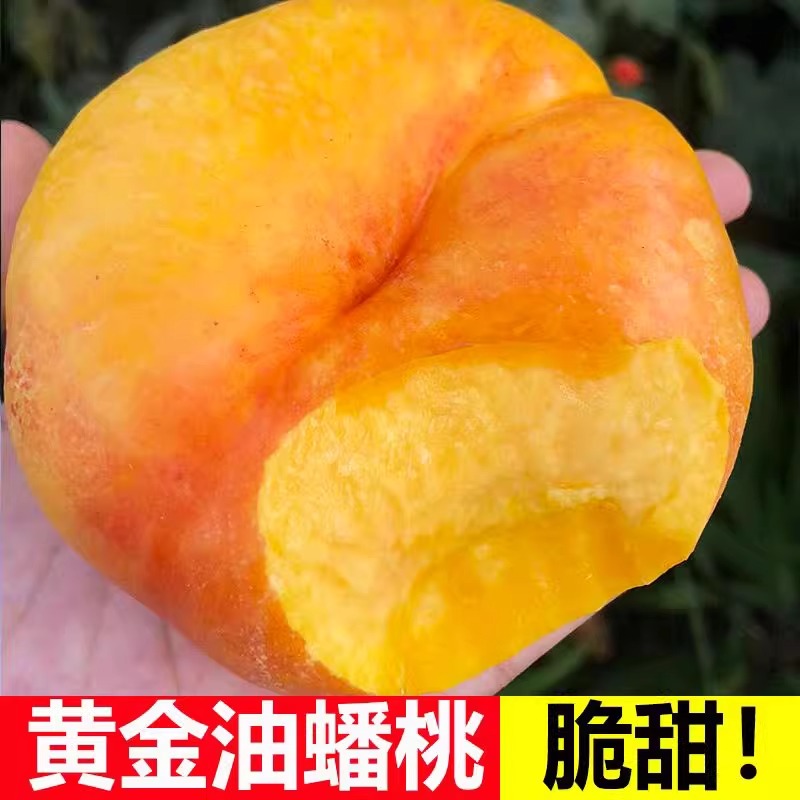 正宗蒙阴彩虹油蟠桃香甜多汁脆甜可口孕妇水果