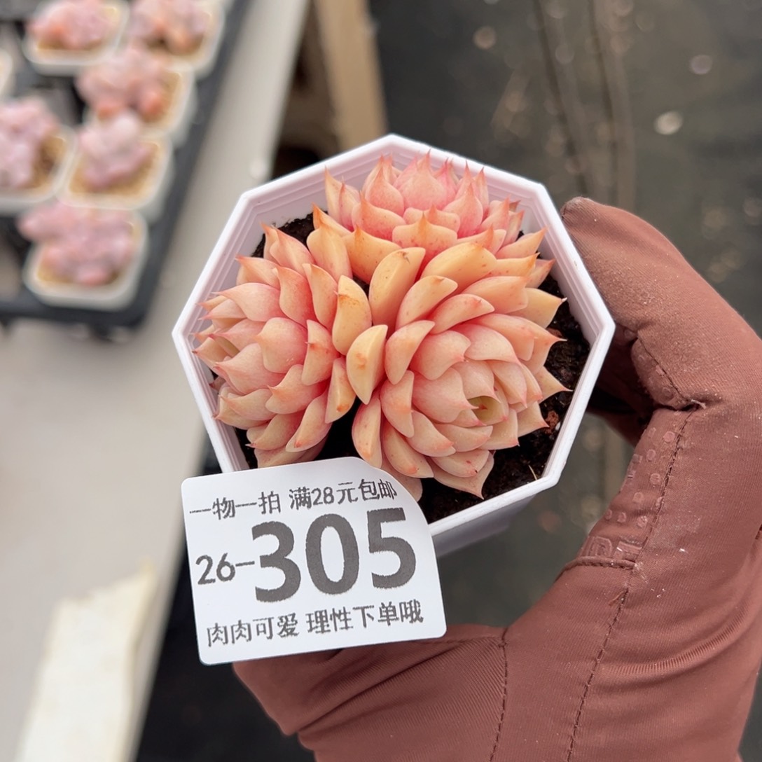 笨吧多肉多肉多肉多肉