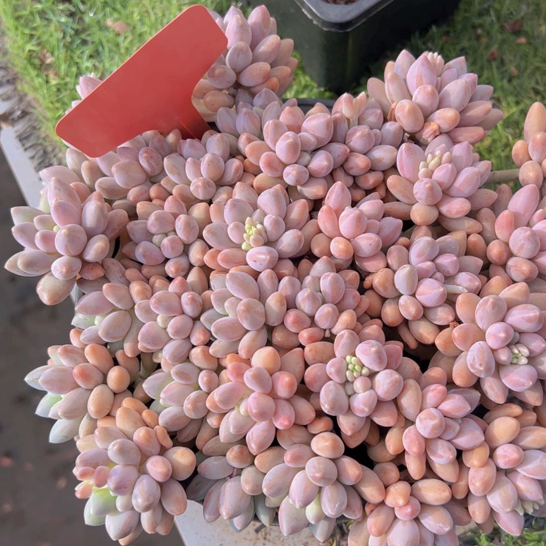 香玉等多种名贵的产品和服务于