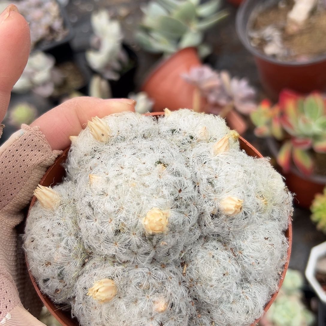 多肉植物白星群生