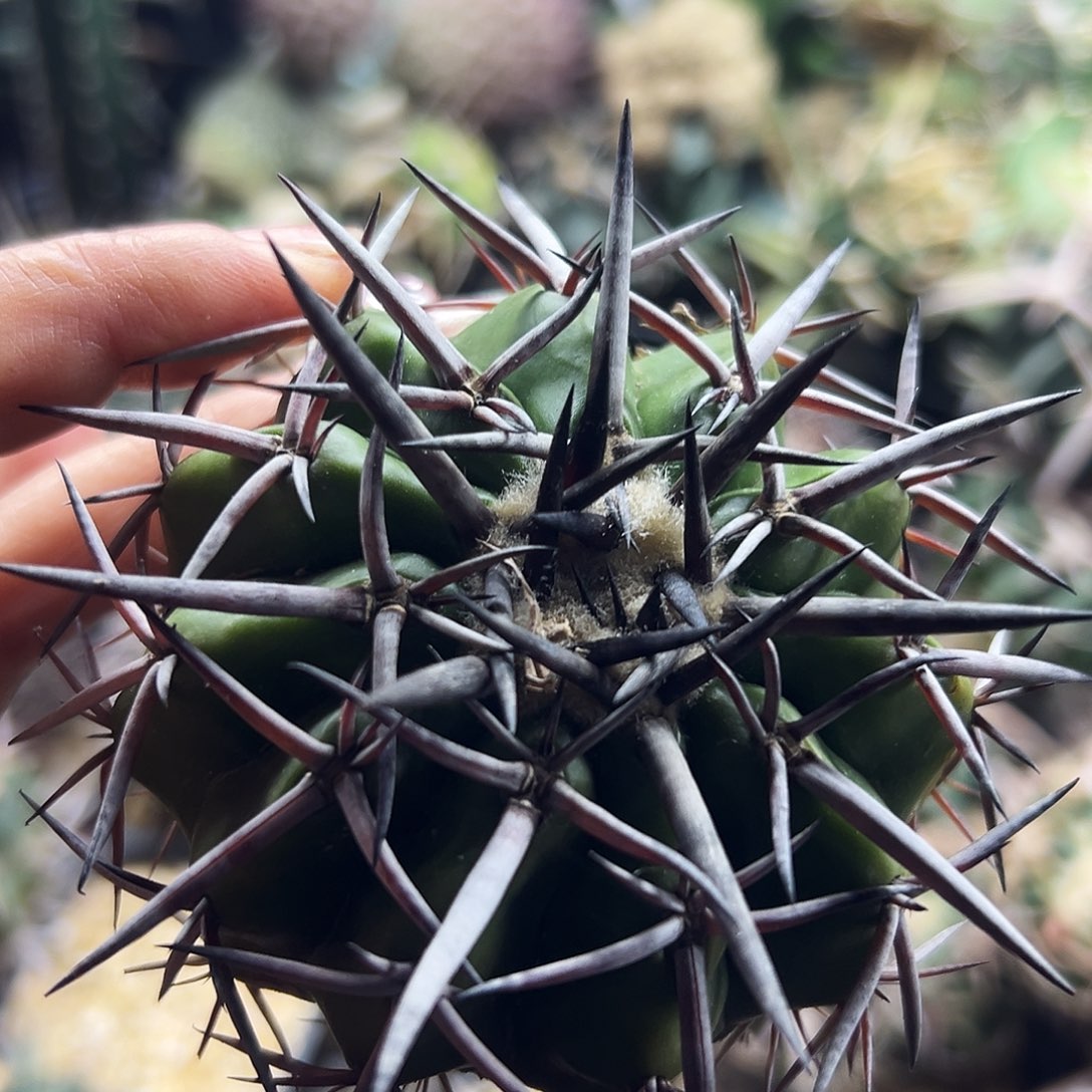 圆盘仙人球666666