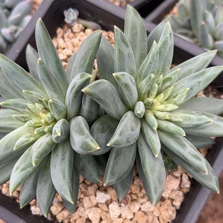 TTN大双头特价福利一物一拍