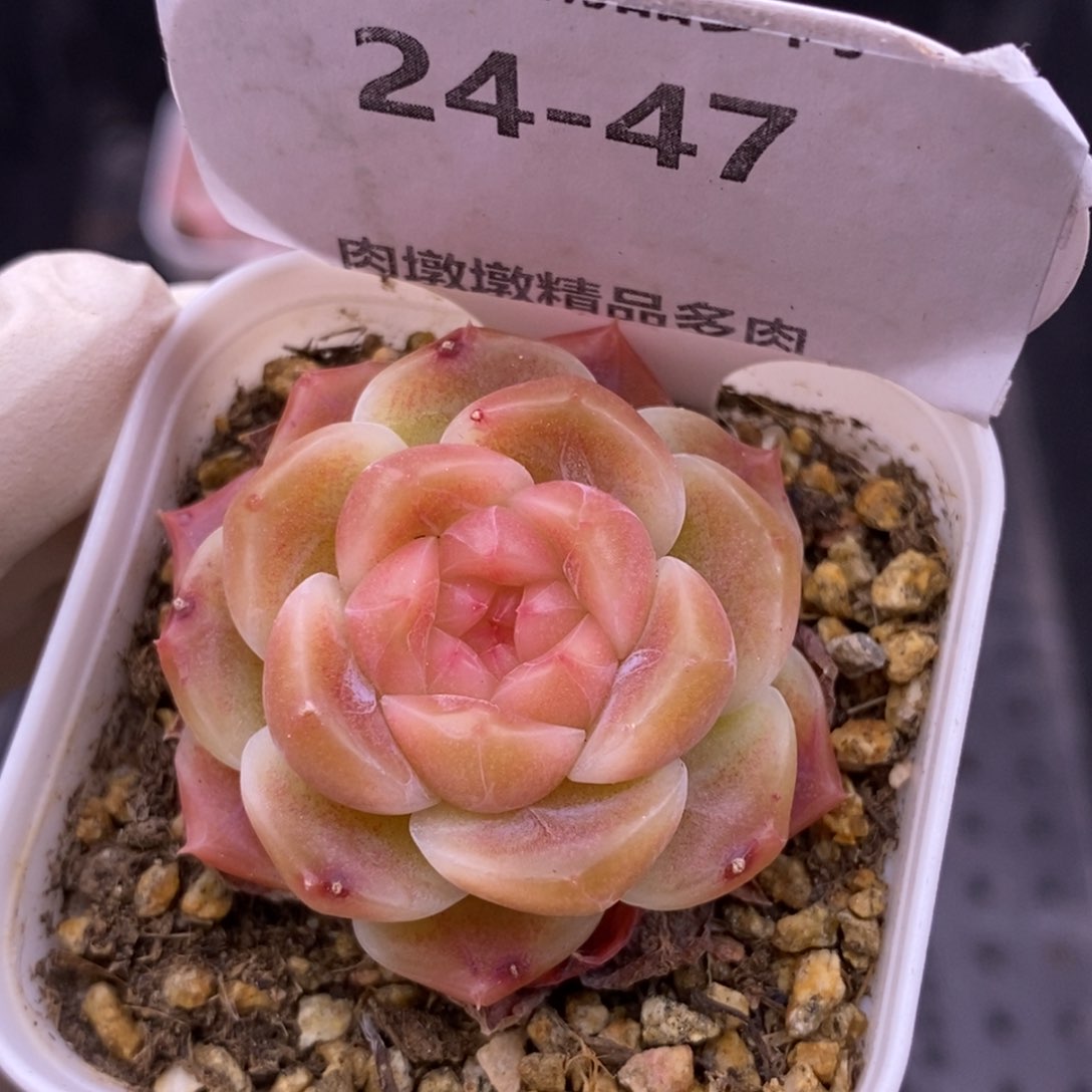 【闪购商品】24-47