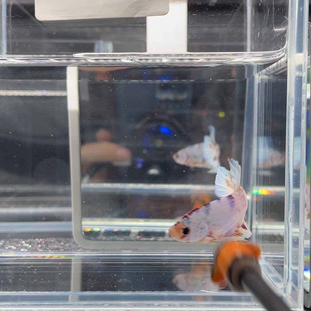 斗鱼12.3 下午 白糖 05