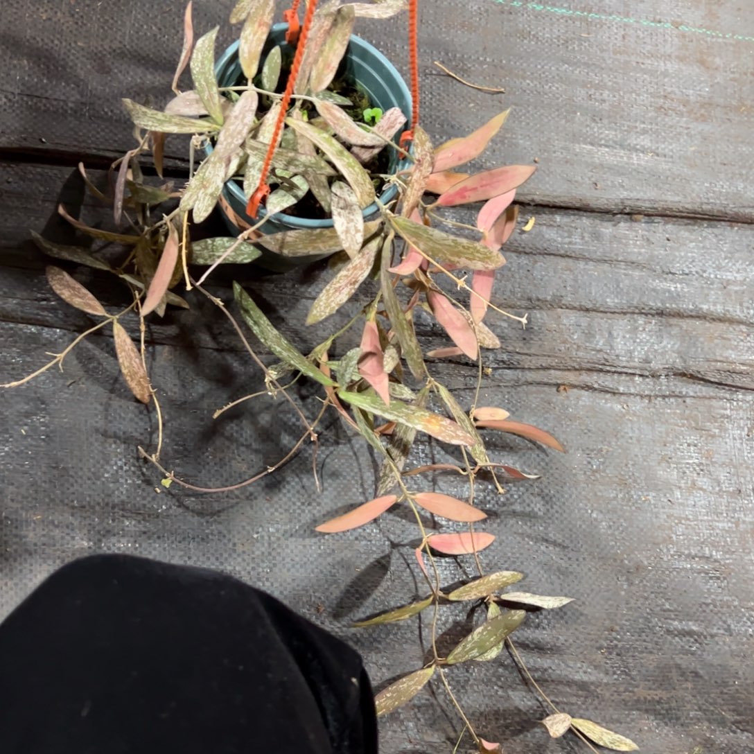 快***x无花朵斑印球兰品种