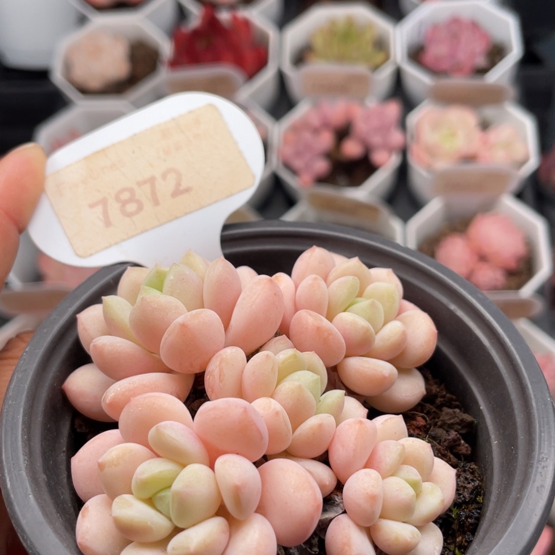 玉如意7872-7.0厘米