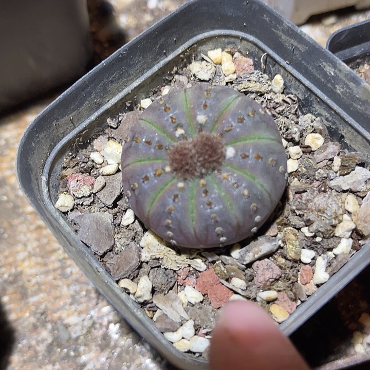 满38包邮2天凑单，脱土晾根发货多肉植物