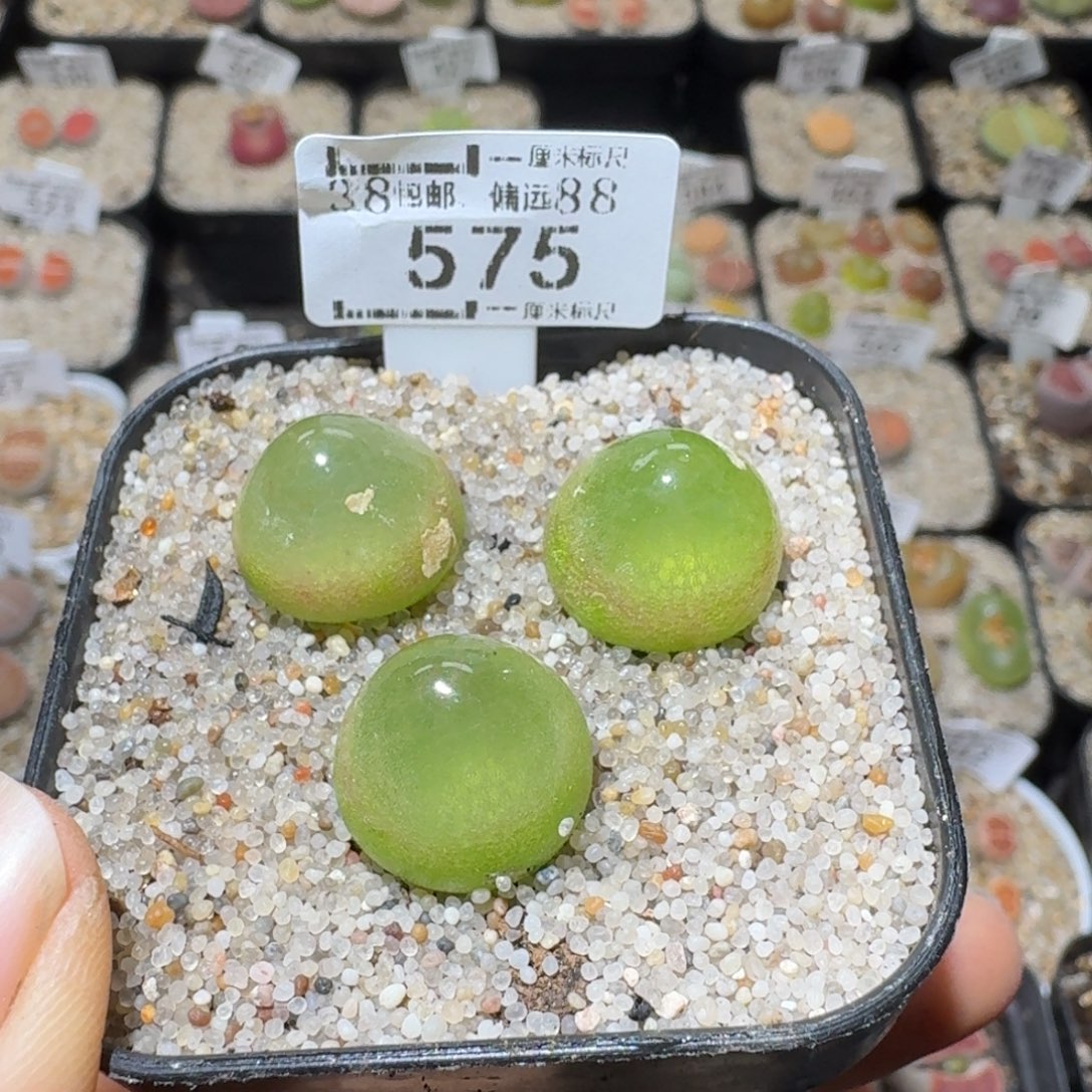 Ssss好货也清了575