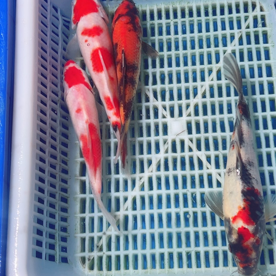 锦鲤锦鲤观赏鱼1111