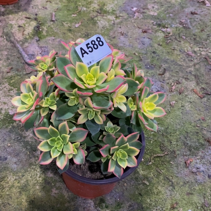 艳日辉多肉植物588