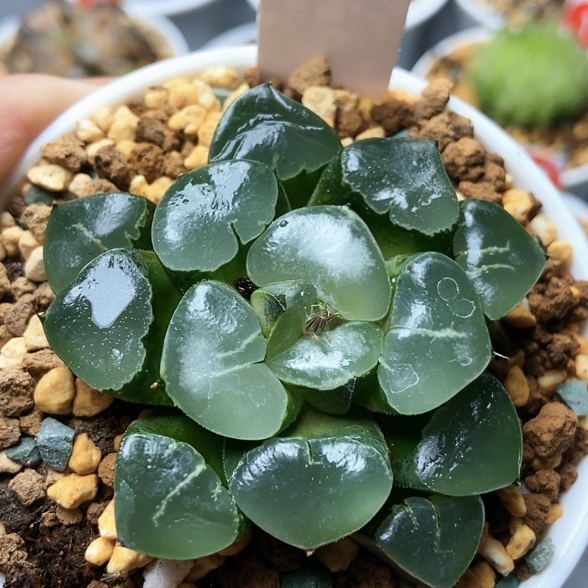 【闪购商品】此**堂姬翠37