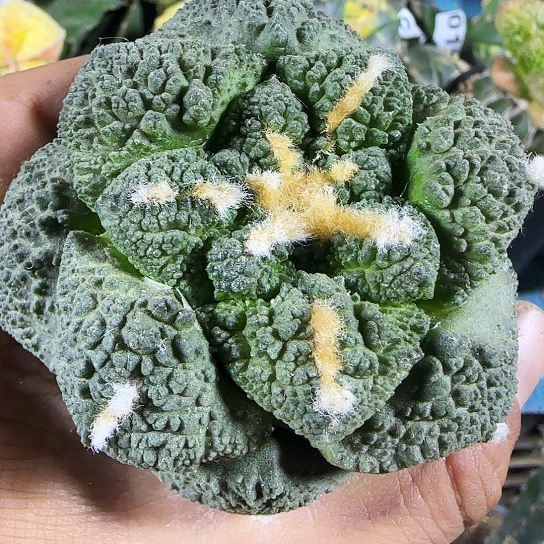 大牡丹161仙人球开花