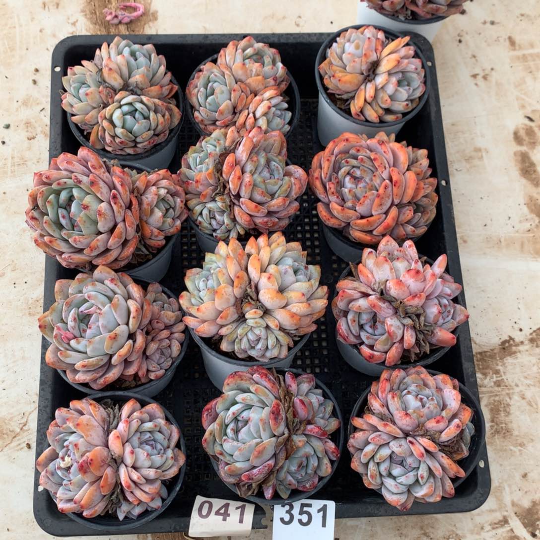 351橙子多肉植物组合