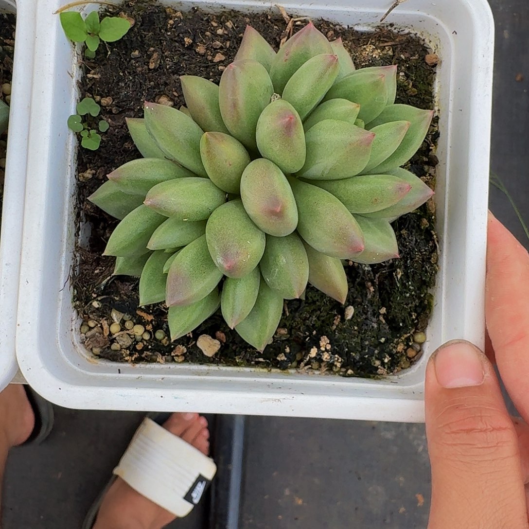 米其林 双头 一物一拍